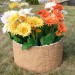Цветник КАНЬОН купить в Липецке
